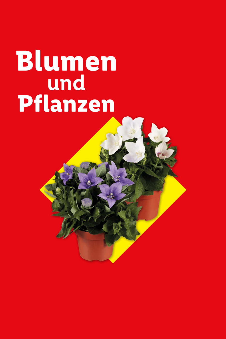 Blumen und Pflanzen: Weiße und lila Glockenblumen in Töpfen auf rotem Hintergrund.