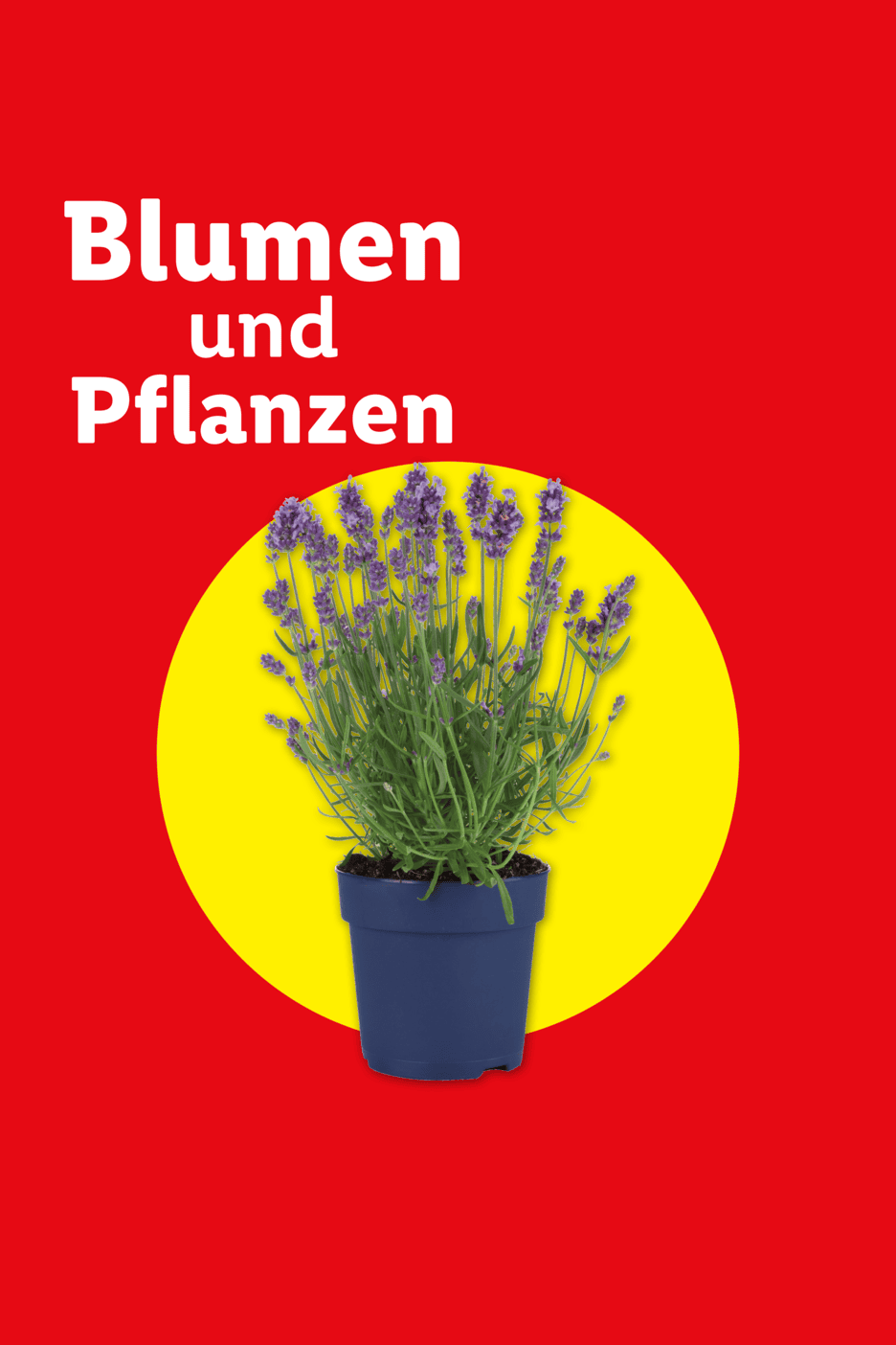 Blumen und Pflanzen: Lavendel in blauem Topf auf gelbem Kreis vor rotem Hintergrund.