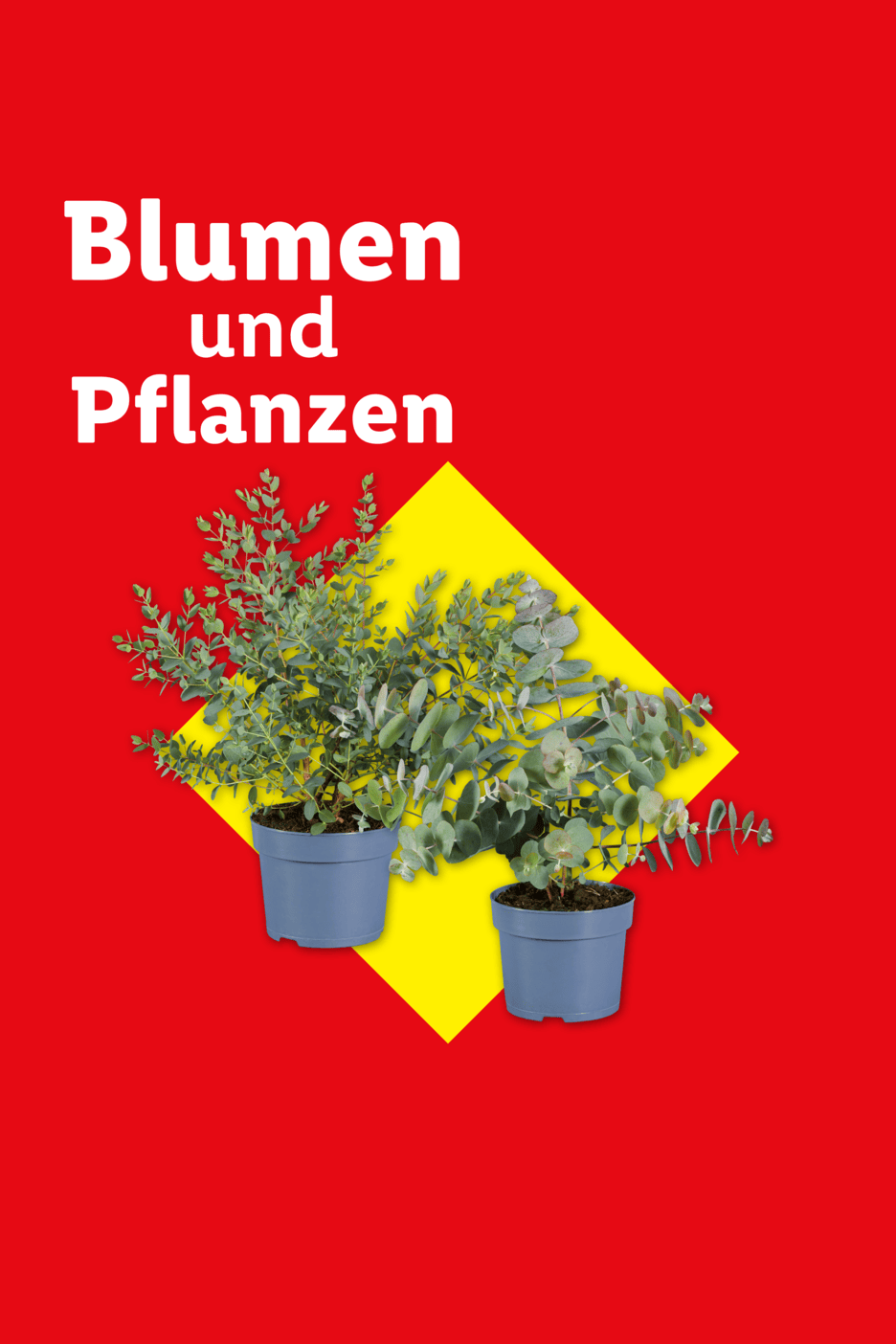 Zwei Eukalyptuspflanzen in Töpfen auf gelbem Quadrat, mit Text 'Blumen und Pflanzen'.