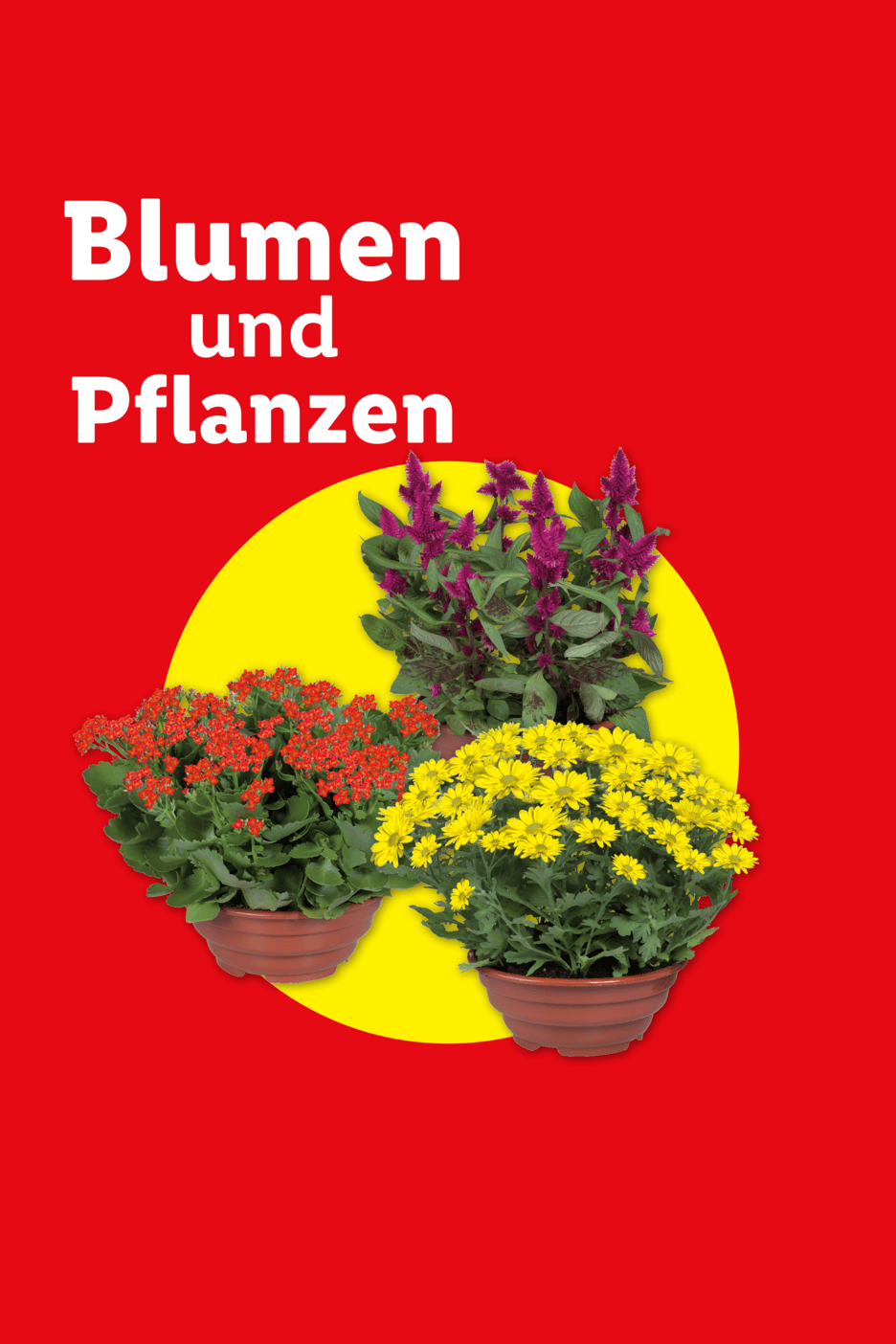 Blumen und Pflanzen: Rote, gelbe und violette Topfpflanzen auf rotem Hintergrund.
