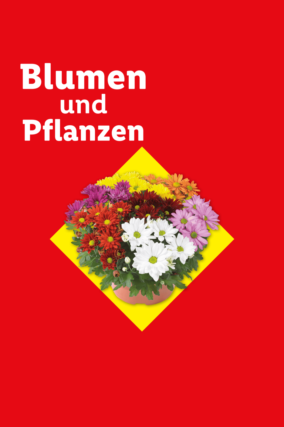 Bunte Blumen und Pflanzen in einem Topf auf rotem Hintergrund mit gelbem Quadrat.