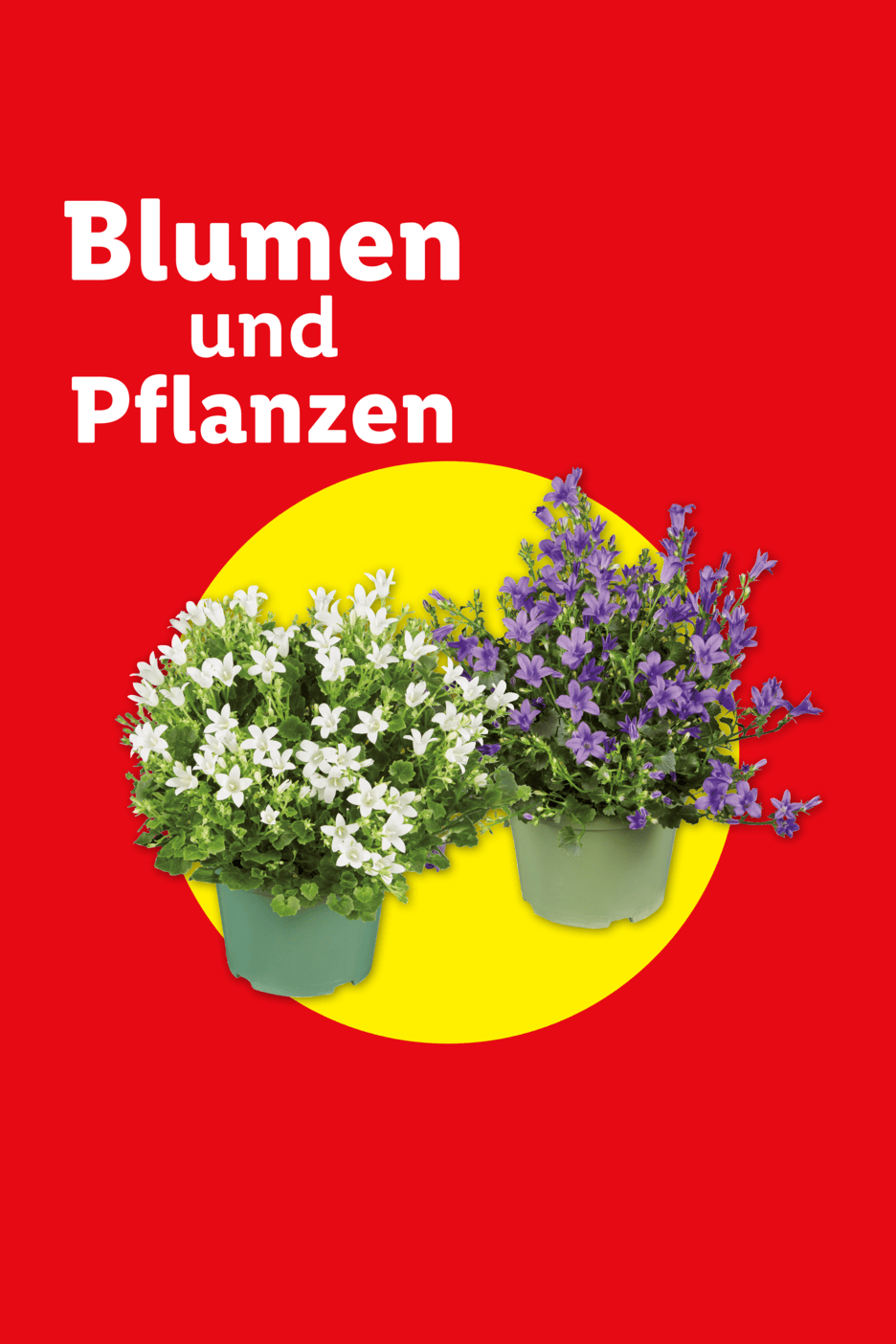 Zwei blühende Topfpflanzen, eine weiß und eine lila, auf rotem Hintergrund mit gelbem Kreis. Text: Blumen und Pflanzen.