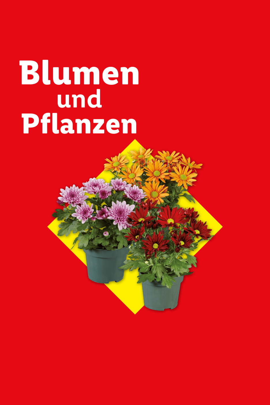 Blumen und Pflanzen: Drei bunte Chrysanthemen-Töpfe auf gelbem Quadrat.