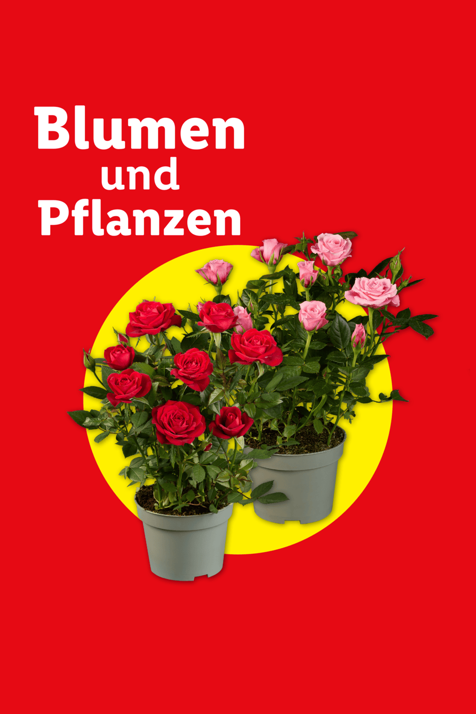 Rote und rosa Rosen in Töpfen auf gelbem Kreis, mit Text 'Blumen und Pflanzen'.