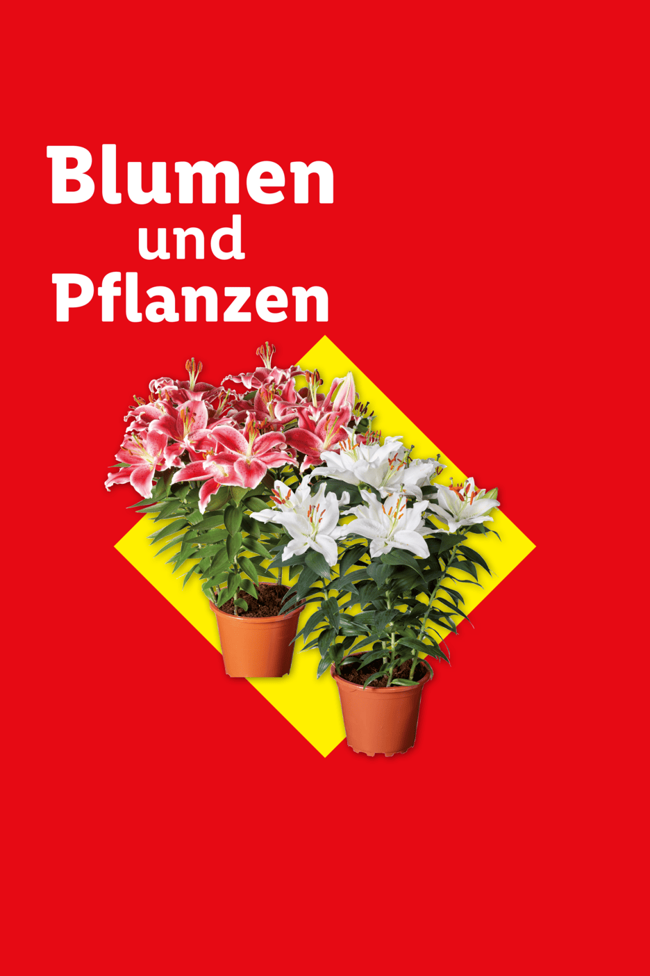 Rote und weiße Lilien in Töpfen auf gelbem Hintergrund mit dem Text 'Blumen und Pflanzen'.