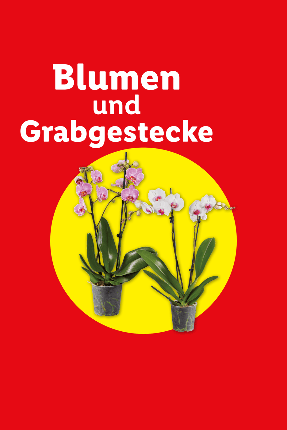 Zwei Orchideen im Topf vor gelbem Kreis mit Text 'Blumen und Grabgestecke' auf rotem Grund.