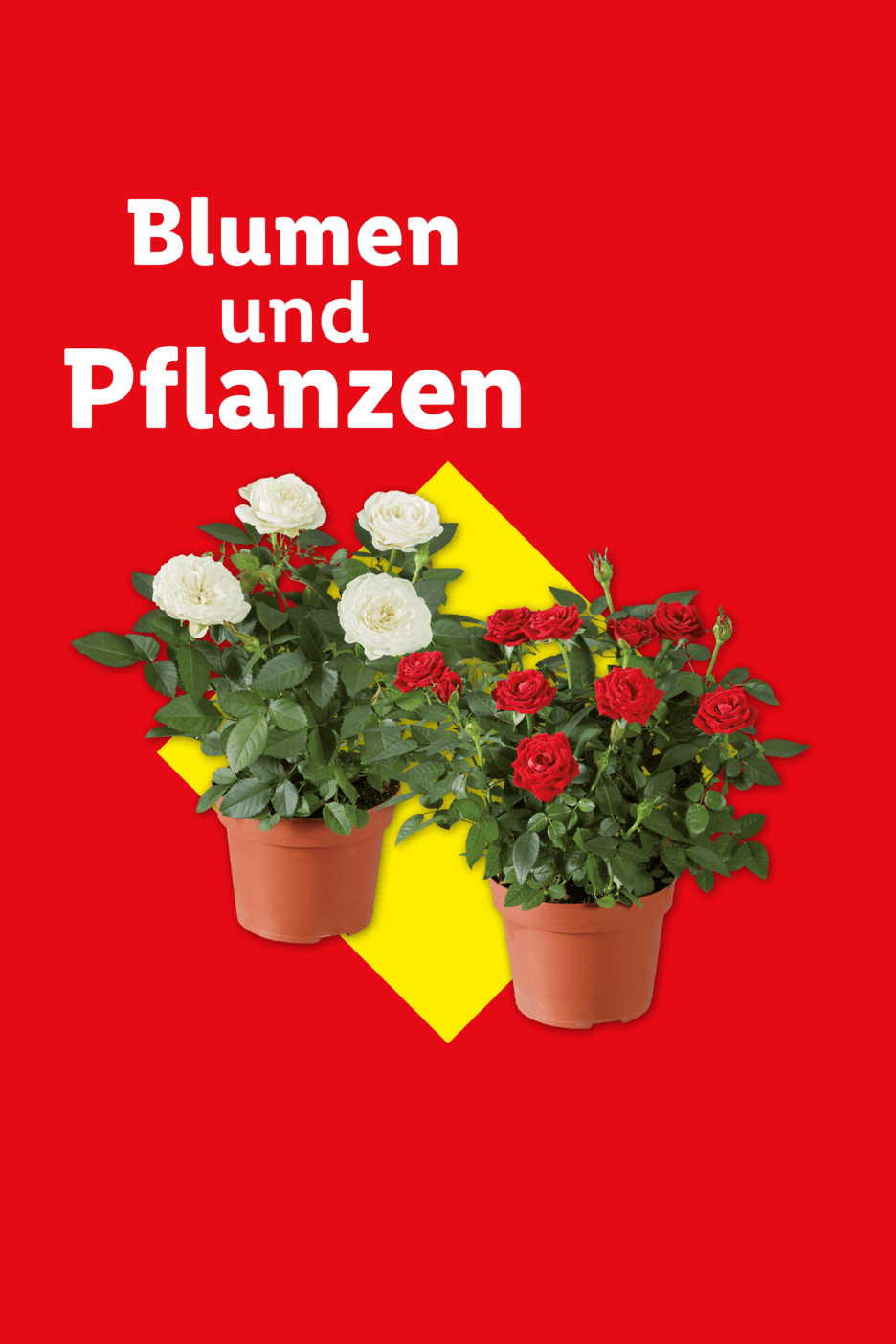 Zwei Topfrosen in Weiß und Rot vor rotem Hintergrund mit der Aufschrift Blumen und Pflanzen.