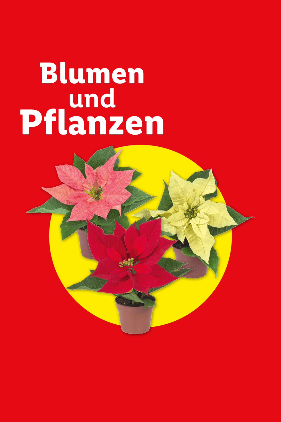 Roter Hintergrund mit der Aufschrift 'Blumen und Pflanzen' über einer gelben Kreisfläche mit drei Weihnachtssternen in den Farben Rosa, Rot und Gelb.