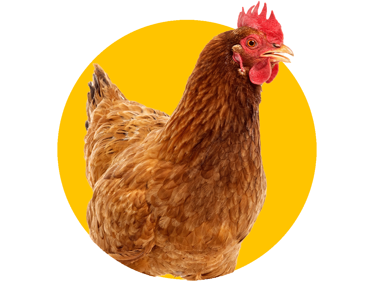 Ein braunes Huhn vor gelbem Hintergrund.