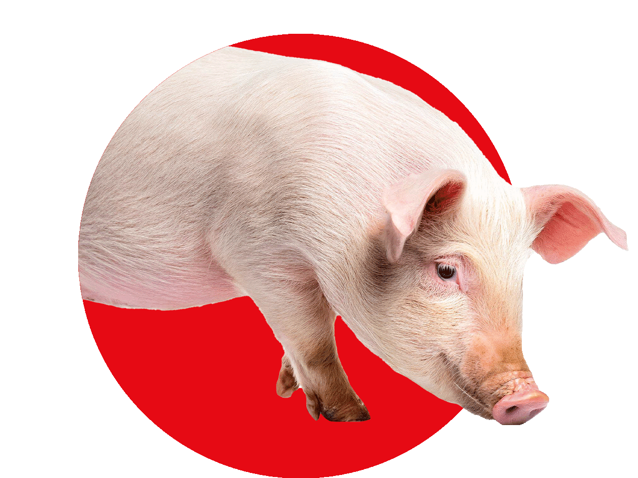 Ein rosa Ferkel steht auf einem roten Kreis vor schwarzem Hintergrund.