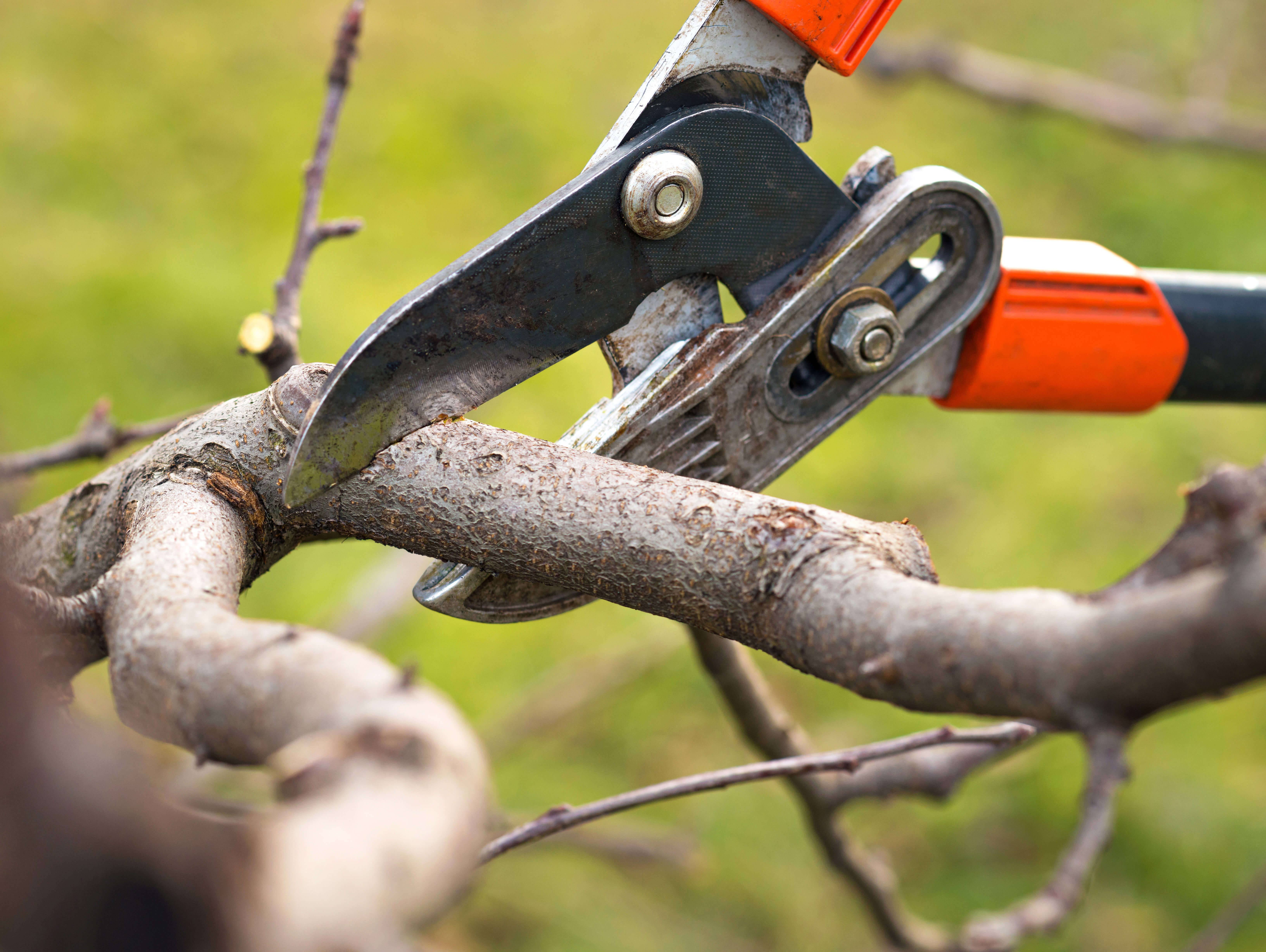 Apfelbaum schneiden – Anleitung