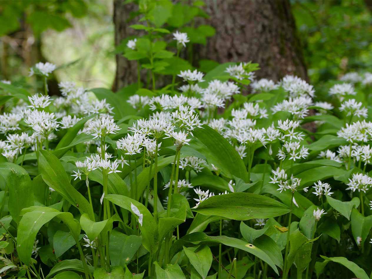 Ein Feld mit blühendem Bärlauch im Wald.