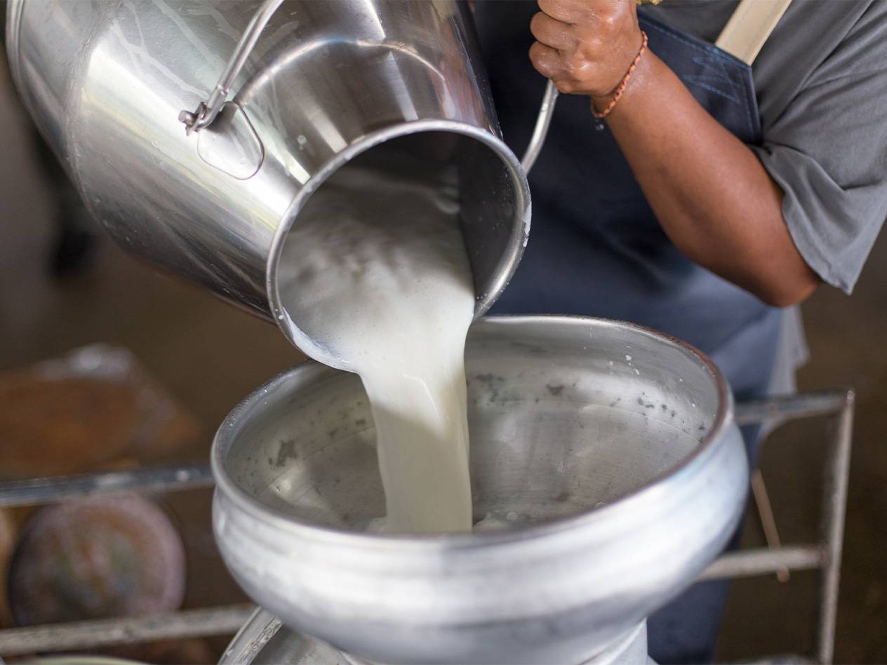 Eine Person gießt Milch aus einem Eimer in einen größeren Behälter.